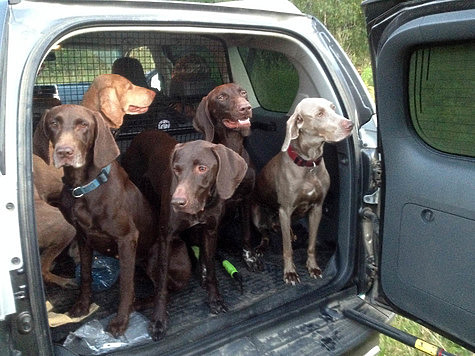 Изображение Петров день 2020: Положение о Первенстве по охоте с подружейными собаками