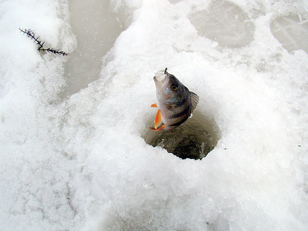 Изображение Чтобы успешно ловить в траве, проводку приманки следует делать сверху вниз. Фото: Линника Николая.