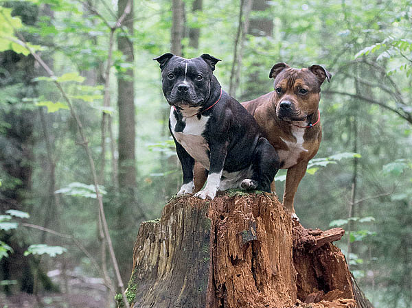 Изображение За основу методики кормления собаки берутся разработки зоодиетологов, а индивидуальное кормление осуществляется непосредственно владельцами, в зависимости от особенностей породы. ФОТО МАРИНЫ КОВАН