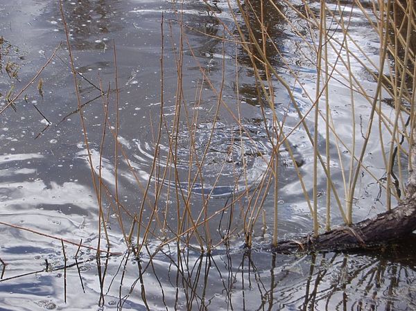 Изображение В заливчике ходит щука. Фото: Андрей Яншевский. 