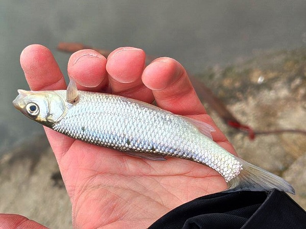 Изображение Елец – молодец. Фото: Кузнецова Евгения.