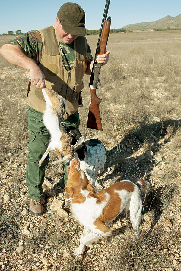 Изображение Рацион охотничьей собаки в рабочий сезон отличается от такового у домашнего пса, который не тратит столько энергии на поиск дичи. ФОТО SHUTTERSTOCK