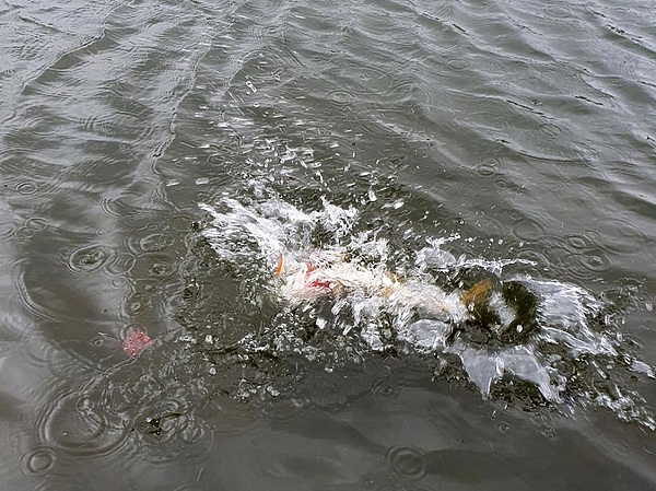 Изображение Фото: Коломийца Алексея.