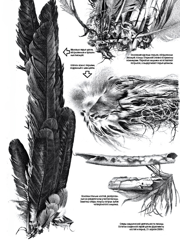 Изображение Рисунки автора 