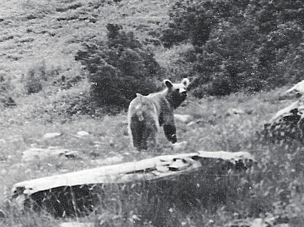 Изображение Длинноногий и ушастый житель Кавказского заповедника уже много лет один из моих самых любимых объектов фотоохоты. Фото автора.