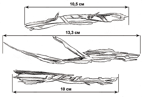Изображение ЛЕСНЫЕ ПЛОТНИКИ.
Свежие гнезда желны можно обнаружить весной по гнездовой щепе, которая в длину порой достигает15 см (на рисунке щепа сосны). Черный дятел больше других птиц страдает от недостатка  в лесах толстых деревьев, необходимых ему для устройства помещения. Поэтому своими гнездами они пользуются несколько лет подряд и лишь потом передают их по наследству совам и крохалям. Иногда дупло черного дятла становится убежищем для куниц и белок.