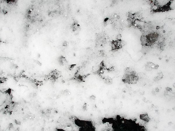 Изображение Следы вальдшнепа. Фото: Сергея Матвеева 