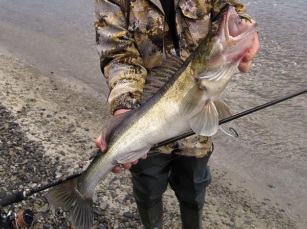 Изображение Фото: Алексей Коломиец.