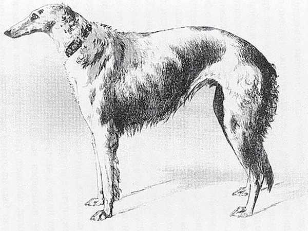 Изображение Язва, борзая сука Мачеварианова, удостоенная большой серебряной медали на VI очередной выставке в Воронеже. ФОТО ИЗ АРХИВА ЮРИЯ КОЗЛОВА