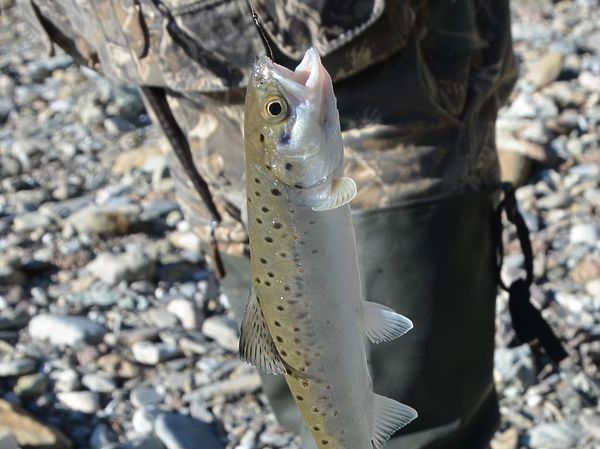 Изображение Чтобы поймать хозяйку горных рек, нужно постараться и делать все исключительно правильно. Фото: Геннадий Шеляг. 