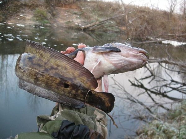 Изображение Фото: Александр Токарев.
