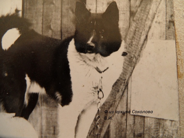 Изображение Пыж р.65г. от Чижа Афонина и Норки Сулимова.Вл.Башловкин,ЯОПС.