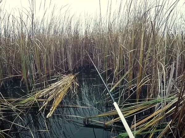 Изображение Фото: Александр Токарев. 