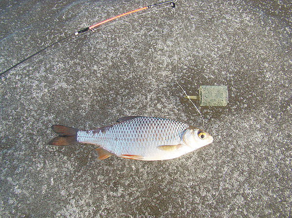 Изображение Фото: Николай Линник.