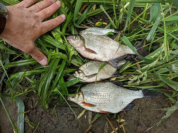 Изображение Скромный июньский улов. Фото: Трембицкого Алексея. 