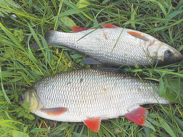 Изображение Фото: Анатолий Маилков.