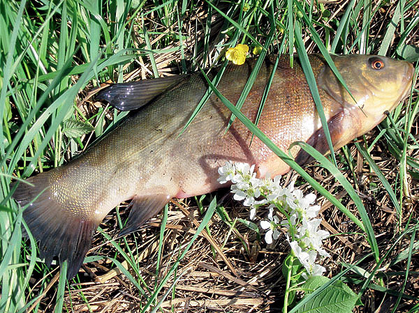 Изображение В тихих речных заводях водятся толстыке лини. Фото: Александр Токарев. 