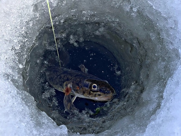 Изображение Налим в Мурманской области попадается как очень большой, так и очень маленький. Фото: Шеляга Геннадия.