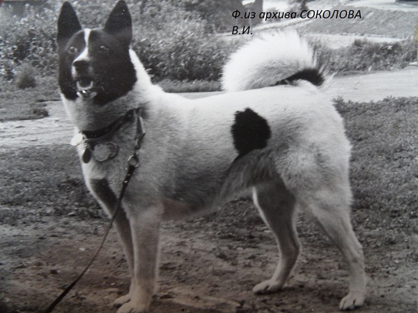 Изображение Цыганка 1524 р.1970 Стрюкова Б.В.от ч.Ласки 1334