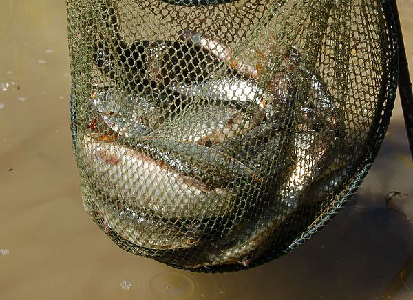 Изображение Улов с глубины около 40 см. Фото: Андрей Яншевский. 