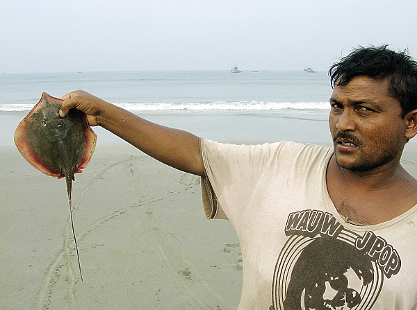 Изображение Небольшие скаты обычны в прибрежных водах океана.