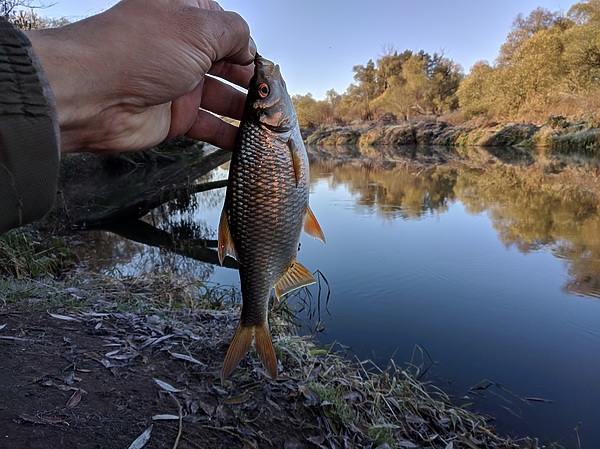 Изображение Красивая рыбка. Фото: Трембицкого Алексея.