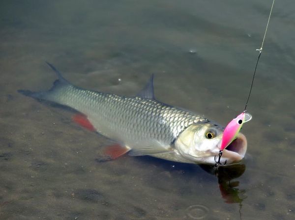 Изображение Фото: Алексей Коломиец.