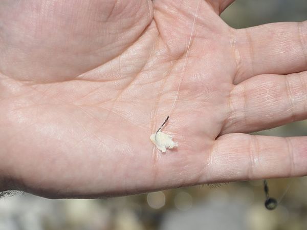 Изображение Хлебный мякиш наживляют на крючок именно вот таким способом. Фото: Геннадий Шеляг. 