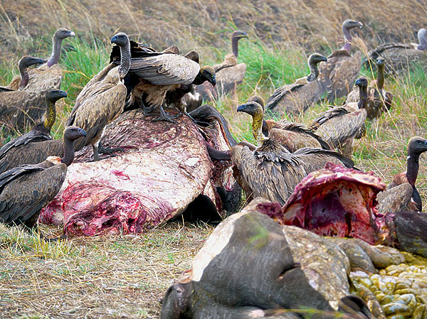 Изображение НЕКРОФАГИ И ТРУПОЕДЫ
Самые большие падальщики саванны весят до 12 кг и достигают в длину 125 см. Размах их крыльев (для продолжительного парения в воздухе) очень широк — до 3 метров, некоторые из них способны подняться на высоту до 5000 метров и даже выше.
Падальщики чрезвычайно выносливые и прожорливые птицы. Так, в поисках пропитания они могут за день без отдыха пролететь до 500 км и за один раз съесть количество пищи, равное 20 % их веса. Желудок этих созданий вырабатывает вещество, обезвреживающее трупный яд. Фото автора.