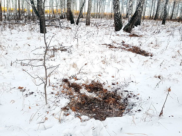 Изображение Повсюду были видны следы деятельности зверей. Фото автора. 