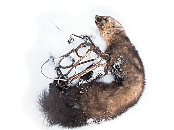 Изображение Согласно новым Правилам охоты, вступившим в силу в 2021 году, охотиться на соболя можно в период с середины октября до конца февраля. Однако власти регионов вправе сократить сроки при наличии веских причин и даже полностью запретить охоту на соболя, если получат одобрение от специалистов Минприроды РФ.
Промысловая охота остается главным подспорьем семей, живущих в таежных районах страны, и, конечно, падение цен на соболя стало для них серьезным испытанием. Цена соболя, например в Иркутской области, опустилась до 500 р. за шкурку самки и 1500 р. — самца. В этот сезон ожидается, что цена на соболя поднимется, поэтому народ пошел в тайгу в надежде продать седых да черных
по 5–6 тысяч рублей. ФОТО SHUTTERSTOCK