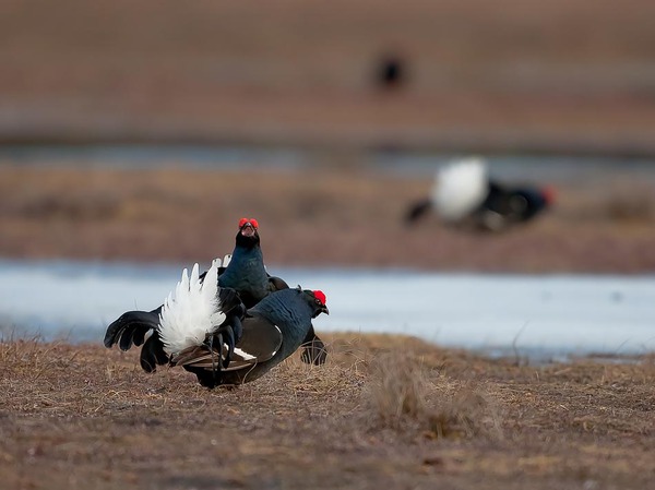 Изображение фото автора