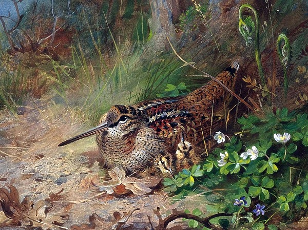 Изображение Работа Арчибальда Торнбурна