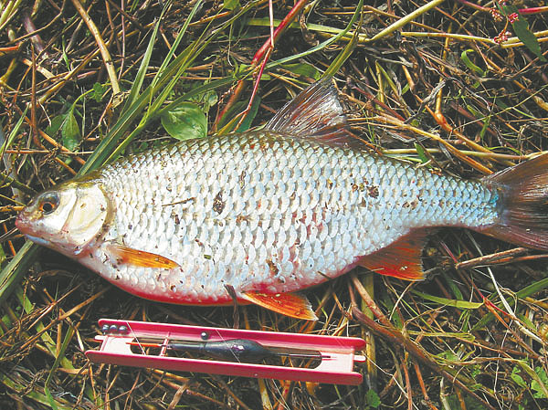 Изображение Фото: Анатолий Маилков.