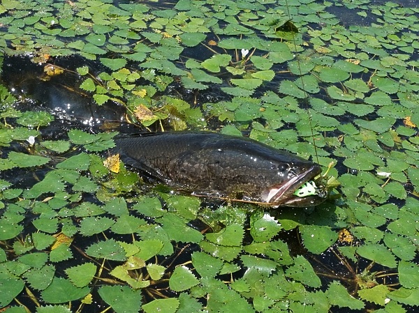 Изображение Змееголов мечта многих спиннингистов Европы. Фото: Евгений Кузнецов. 