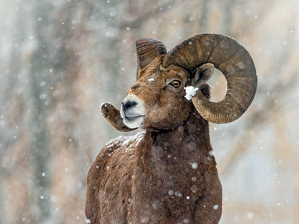 Изображение ФОТО: ДАРРЕН ЭПП, СЕРГЕЙ ЯСТРЖЕМБСКИЙ 