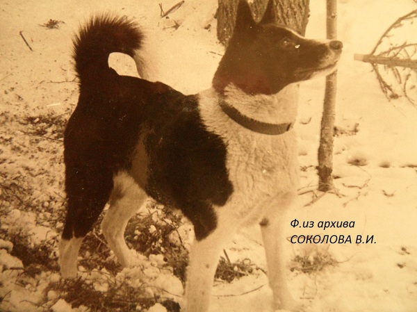 Изображение Чайка 1920 р.72 от Дика 1271 и Жульки Алексеева.Вл.Поздняков П.Я.