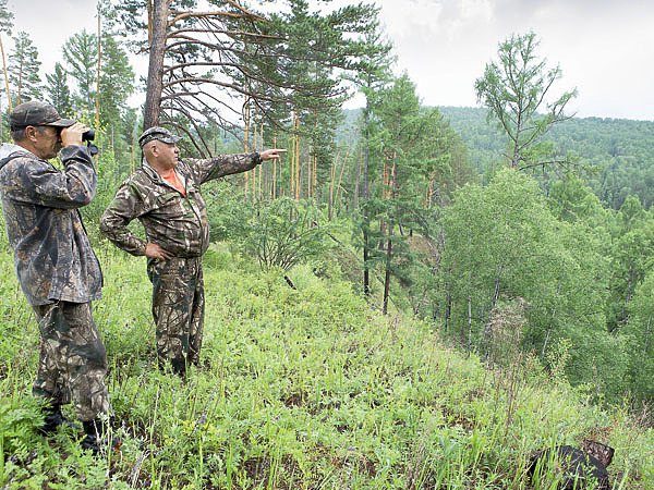 Изображение Вероятно, сейчас обилие кабарги определяется не прессом охоты, а действием факторов среды. ФОТО: SHUTTERSTOCK
