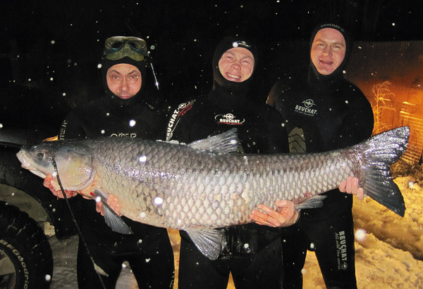 Изображение Борьба в одиночку с таким крупным амуром очень опасна для охотника — в воде эта рыба гораздо сильнее и быстрее человека.