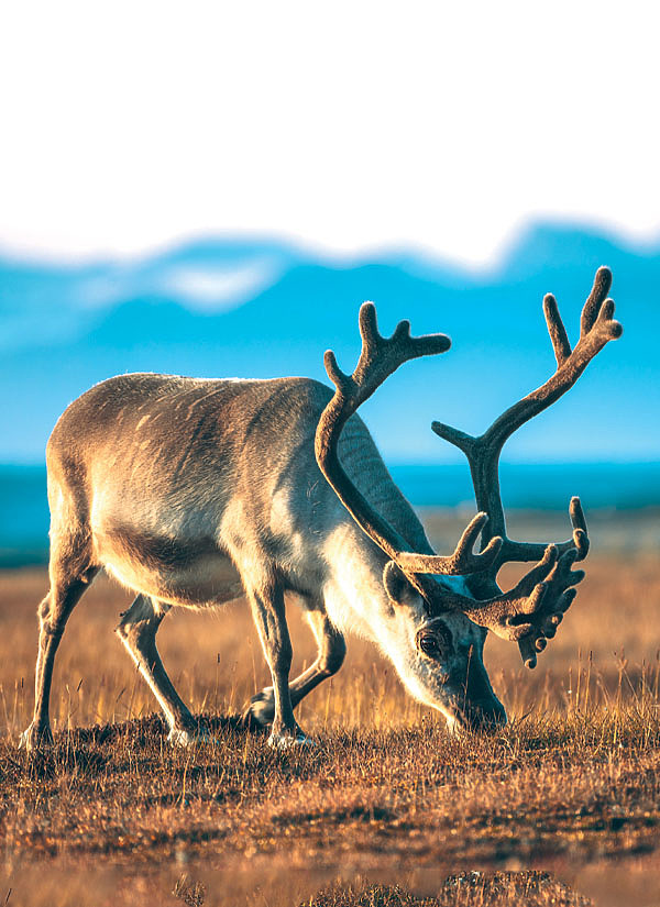 Изображение ФОТО SHUTTERSTOCK