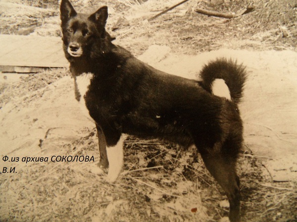 Изображение Норка 1925 р.72 от Калана 1523 и Цыганки 1524.Вл. Манин И.И.