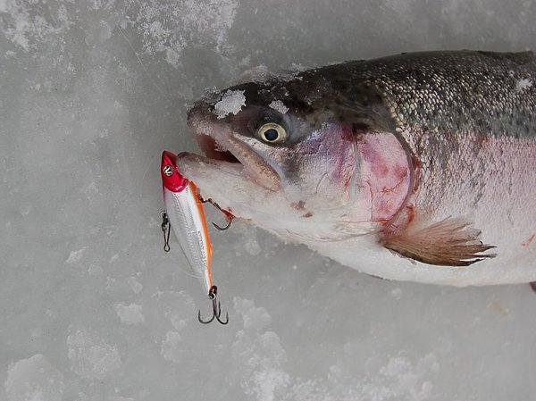 Изображение Фото: Яншевского Андрея.