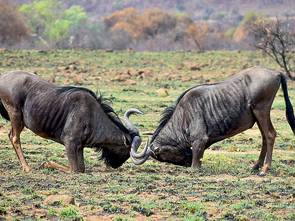 Изображение Гну достигают 1,4 м в холке и массы тела до 250 кг. ФОТО UNSPLASH 