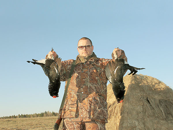 Изображение Допустима добыча двух тетеревов на току, насчитывающем десять и более чернышей, если же тетеревов меньше, разрешена добыча только одного. Фото автора. 