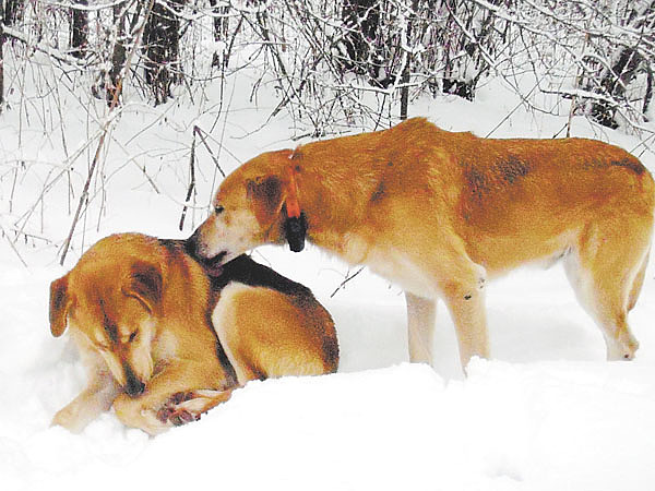 Изображение Родительская забота. Буян и Гай. Фото автора. 