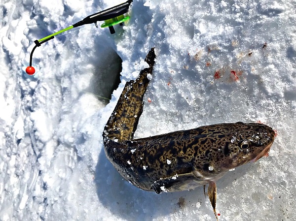 Изображение На налимьи удочки можно устанавливать как кивки, так и поплавки. Фото: Шеляга Геннадия.