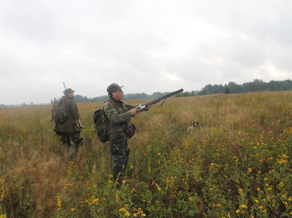 Изображение Через секунду взлетит выводок. Фото: Сергея Фокина 