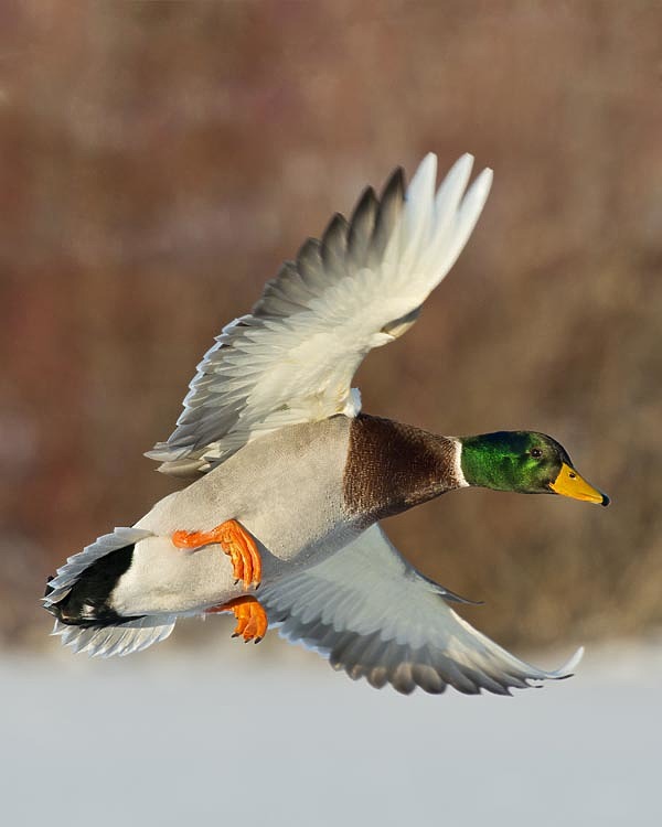 Изображение фото: Fotolia.com