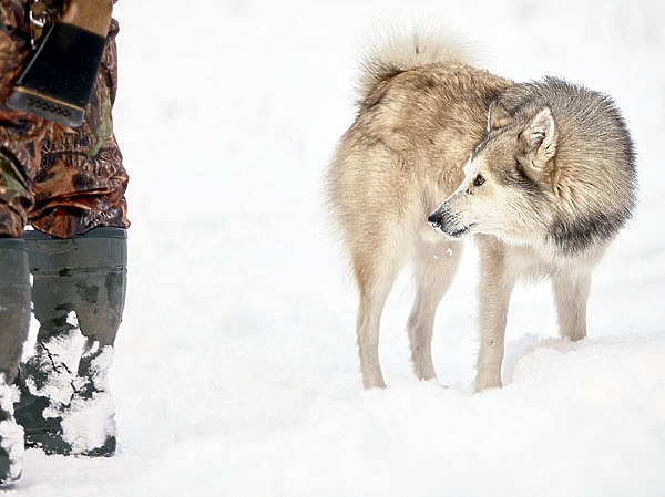 Изображение Часто бывает, что пережитые страх и боль угнетают собачьи инстинкты. И наоборот, охотничьи победы вдохновляют. ФОТО: SHUTTERSTOCK