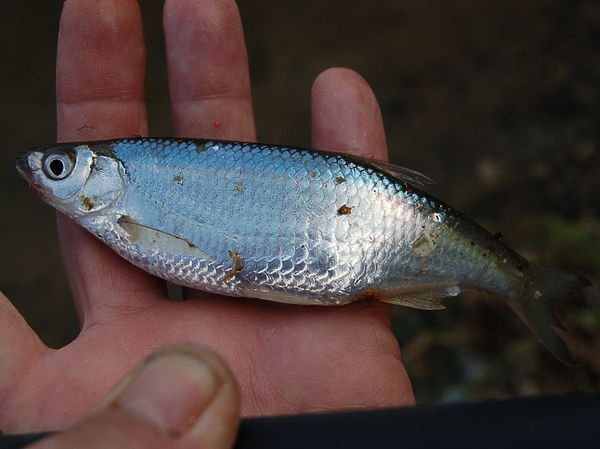 Изображение Фото: Андрей Яншевский. 